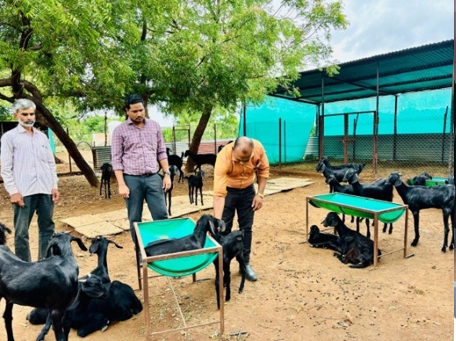Diagnostic-Field-Visit-and-Health-Campaign-for-Goat-at-Pokharapur-Tal.-Mohol-on-20.06.2024