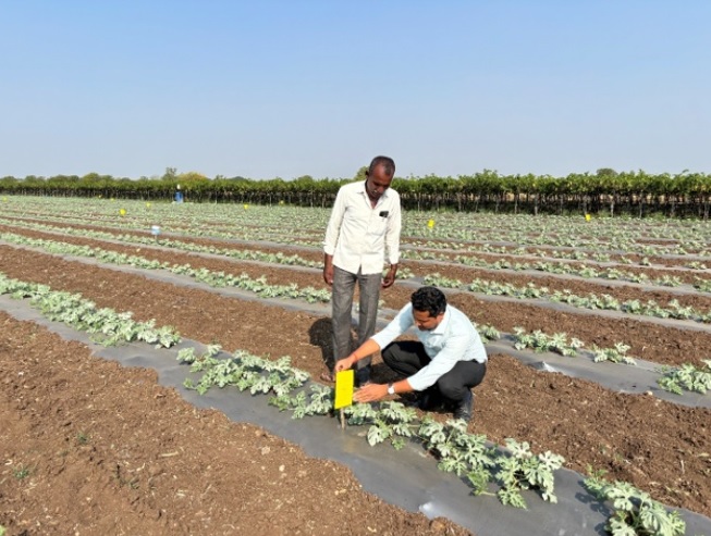 Method-Demonstration-on-Yellow-Sticky-Traps-in-Watermelon-at-Yavali-on-06.02.2024